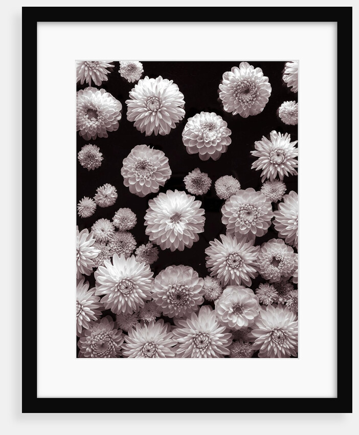 Dahlia Flowers by Assaf Frank